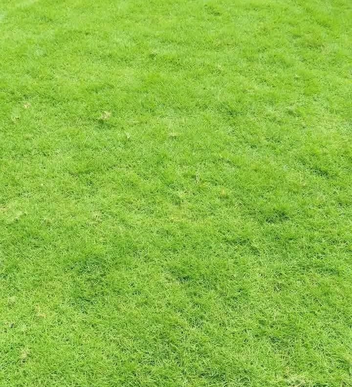 Australian Carpet Grass