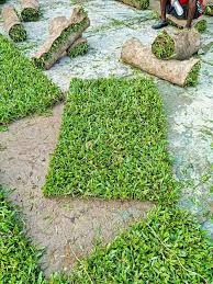 Grass Rolls