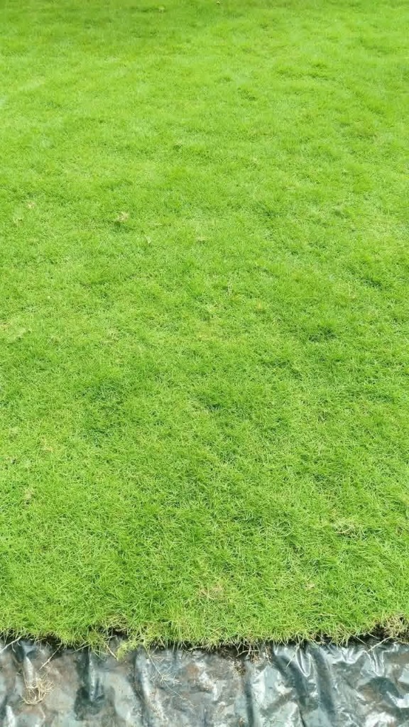 Malaysian Grass Close-up
