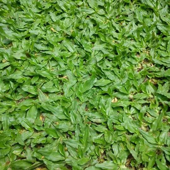 Malaysian Turf Grass