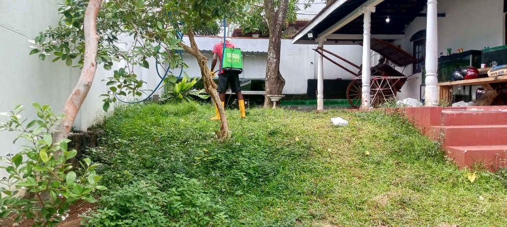 Before - Weedy Lawn