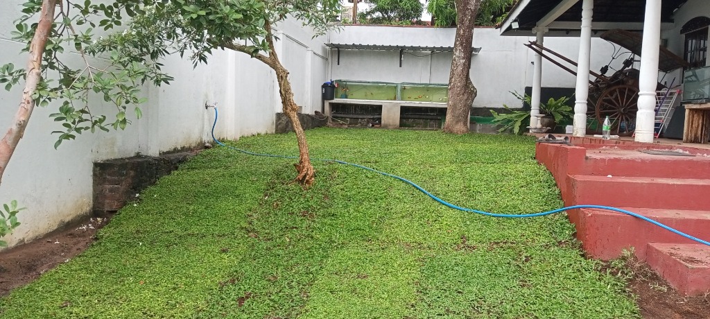 After - Beautiful Green Lawn